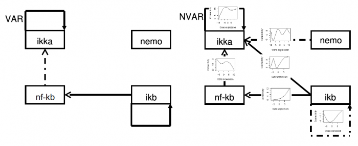  線形ベクトル自己回帰モデル(VAR)と非線形ベクトル自己回帰モデル(NVAR)で推定された遺伝子ネットワーク